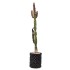 African Milk Tree (Euphorbia trigona forma rubra) in 3 L Air-Pot