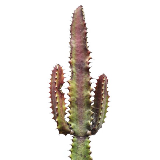 African Milk Tree (Euphorbia trigona forma rubra) in 3 L Air-Pot