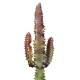 African Milk Tree (Euphorbia trigona forma rubra) in 3 L Air-Pot
