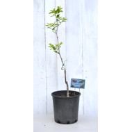 Jujube Tree (Ziziphus jujuba) - Li (POTTED) - SMALL, 2022 Graft