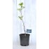 Jujube Tree (Ziziphus jujuba) - Li (POTTED) - SMALL, 2022 Graft