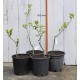 Jujube Tree (Ziziphus jujuba) - Li (POTTED) - SMALL, 2022 Graft