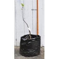 Jujube Tree (Ziziphus jujuba) - Redlands (POTTED, 2022 Graft)