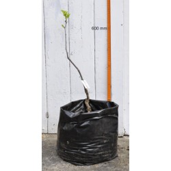 Jujube Tree (Ziziphus jujuba) - Redlands (POTTED, 2022 Graft)