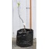 Jujube Tree (Ziziphus jujuba) - Redlands (POTTED, 2022 Graft)