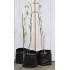 Jujube Tree (Ziziphus jujuba) - Silverhill (also known as Tigertooth) (POTTED, 2022 Graft)