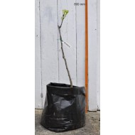 Jujube Tree (Ziziphus jujuba) - Suimen (also known as Shuimen) (POTTED, 2022 Graft)