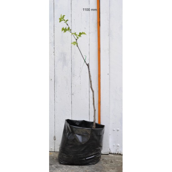 Jujube Tree (Ziziphus jujuba) - Ta-Jan (POTTED, 2022 Graft)