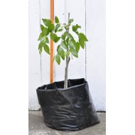 Jujube Tree (Ziziphus jujuba) - Lang (POTTED, 2022 Graft) - MEDIUM TREE WITH LARGE ROOTS **PICK-UP ONLY***