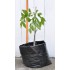 Jujube Tree (Ziziphus jujuba) - Lang (POTTED, 2022 Graft) - MEDIUM TREE WITH LARGE ROOTS **PICK-UP ONLY***