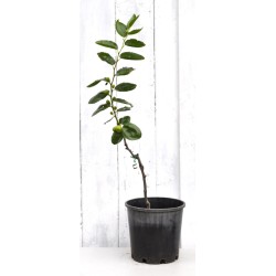 Jujube Tree (Ziziphus jujuba) - Li (POTTED, 2022 Graft) - SMALL **PICK-UP ONLY***