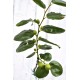 Jujube Tree (Ziziphus jujuba) - Li (POTTED, 2022 Graft) - SMALL **PICK-UP ONLY***