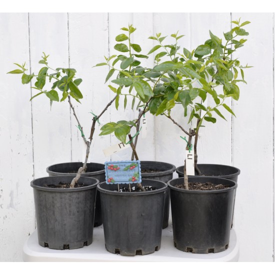 Jujube Tree (Ziziphus jujuba) - Li (POTTED, 2022 Graft) - SMALL