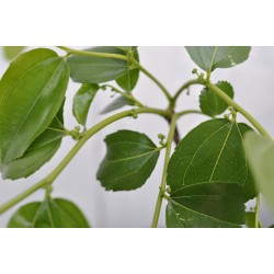 Jujube Tree (Ziziphus jujuba) - Li (POTTED, 2022 Graft) - SMALL