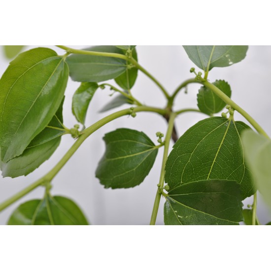 Jujube Tree (Ziziphus jujuba) - Li (POTTED, 2022 Graft) - SMALL