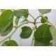 Jujube Tree (Ziziphus jujuba) - Li (POTTED, 2022 Graft) - SMALL