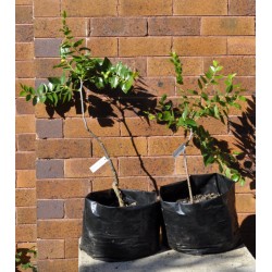 Jujube Tree (Ziziphus jujuba) - Redlands (POTTED, 2022 Graft) - MEDIUM TREE WITH LARGE ROOTS **PICK-UP ONLY***