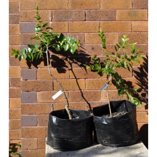 Jujube Tree (Ziziphus jujuba) - Redlands (POTTED, 2022 Graft) - MEDIUM TREE WITH LARGE ROOTS **PICK-UP ONLY***