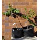 Jujube Tree (Ziziphus jujuba) - Redlands (POTTED, 2022 Graft) - MEDIUM TREE WITH LARGE ROOTS **PICK-UP ONLY***