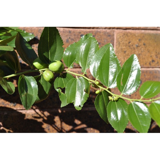 Jujube Tree (Ziziphus jujuba) - Redlands (POTTED, 2022 Graft) - MEDIUM TREE WITH LARGE ROOTS **PICK-UP ONLY***