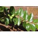 Jujube Tree (Ziziphus jujuba) - Redlands (POTTED, 2022 Graft) - MEDIUM TREE WITH LARGE ROOTS **PICK-UP ONLY***