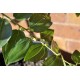 Jujube Tree (Ziziphus jujuba) - Redlands (POTTED, 2022 Graft) - MEDIUM TREE WITH LARGE ROOTS **PICK-UP ONLY***