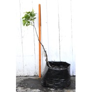 Jujube Tree (Ziziphus jujuba) - Redlands (POTTED, 2022 Graft) - MEDIUM TREE WITH LARGE ROOTS