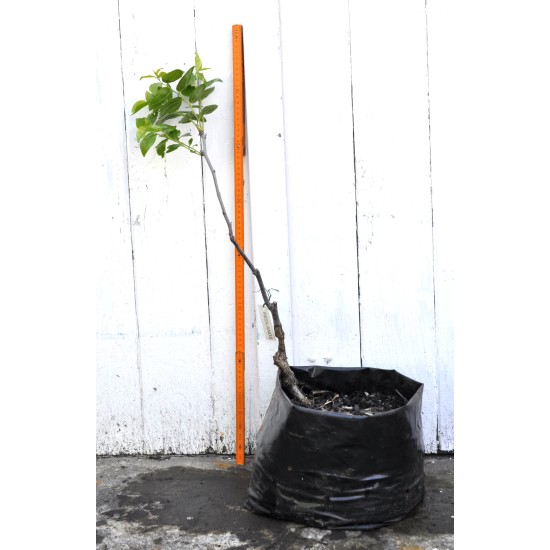 Jujube Tree (Ziziphus jujuba) - Redlands (POTTED, 2022 Graft) - MEDIUM TREE WITH LARGE ROOTS