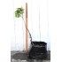 Jujube Tree (Ziziphus jujuba) - Redlands (POTTED, 2022 Graft) - MEDIUM TREE WITH LARGE ROOTS