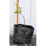 Jujube Tree (Ziziphus jujuba) - Redlands (POTTED, 2022 Graft) - SMALL TREE WITH LARGE ROOTS