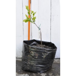 Jujube Tree (Ziziphus jujuba) - Redlands (POTTED, 2022 Graft) - SMALL TREE WITH LARGE ROOTS