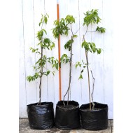 Jujube Tree (Ziziphus jujuba) - Silverhill (also known as Tigertooth) (POTTED, 2022 Graft) Very Sweet - TALL TREE WITH LARGE ROOTS