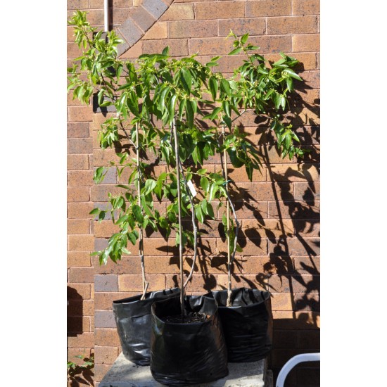 Jujube Tree (Ziziphus jujuba) - Silverhill (also known as Tigertooth) (POTTED, 2022 Graft) Very Sweet - TALL TREE WITH LARGE ROOTS **PICK-UP ONLY***