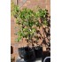 Jujube Tree (Ziziphus jujuba) - Silverhill (also known as Tigertooth) (POTTED, 2022 Graft) Very Sweet - TALL TREE WITH LARGE ROOTS **PICK-UP ONLY***