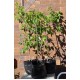 Jujube Tree (Ziziphus jujuba) - Silverhill (also known as Tigertooth) (POTTED, 2022 Graft) Very Sweet - TALL TREE WITH LARGE ROOTS **PICK-UP ONLY***