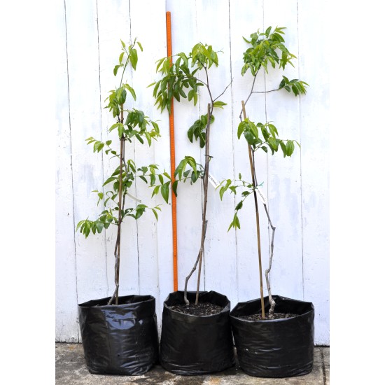 Jujube Tree (Ziziphus jujuba) - Silverhill (also known as Tigertooth) (POTTED, 2022 Graft) Very Sweet - TALL TREE WITH LARGE ROOTS **PICK-UP ONLY***