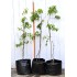 Jujube Tree (Ziziphus jujuba) - Silverhill (also known as Tigertooth) (POTTED, 2022 Graft) Very Sweet - TALL TREE WITH LARGE ROOTS **PICK-UP ONLY***