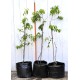 Jujube Tree (Ziziphus jujuba) - Silverhill (also known as Tigertooth) (POTTED, 2022 Graft) Very Sweet - TALL TREE WITH LARGE ROOTS