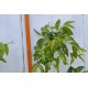 Jujube Tree (Ziziphus jujuba) - Silverhill (also known as Tigertooth) (POTTED, 2022 Graft) Very Sweet - TALL TREE WITH LARGE ROOTS **PICK-UP ONLY***