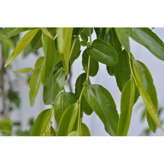 Jujube Tree (Ziziphus jujuba) - Silverhill (also known as Tigertooth) (POTTED, 2022 Graft) Very Sweet - TALL TREE WITH LARGE ROOTS **PICK-UP ONLY***