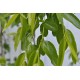 Jujube Tree (Ziziphus jujuba) - Silverhill (also known as Tigertooth) (POTTED, 2022 Graft) Very Sweet - TALL TREE WITH LARGE ROOTS **PICK-UP ONLY***