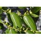 Jujube Tree (Ziziphus jujuba) - Silverhill (also known as Tigertooth) (POTTED, 2022 Graft) Very Sweet - TALL TREE WITH LARGE ROOTS **PICK-UP ONLY***