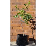 Jujube Tree (Ziziphus jujuba) - Suimen (also known as Shuimen) (POTTED, 2022 Graft) - MEDIUM TREE WITH LARGE ROOTS **PICK-UP ONLY***