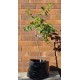 Jujube Tree (Ziziphus jujuba) - Suimen (also known as Shuimen) (POTTED, 2022 Graft) - MEDIUM TREE WITH LARGE ROOTS **PICK-UP ONLY***