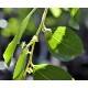 Jujube Tree (Ziziphus jujuba) - Suimen (also known as Shuimen) (POTTED, 2022 Graft) - MEDIUM TREE WITH LARGE ROOTS **PICK-UP ONLY***