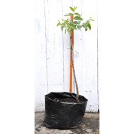 Jujube Tree (Ziziphus jujuba) - Suimen (also known as Shuimen) (POTTED, 2022 Graft) - MEDIUM TREE WITH LARGE ROOTS