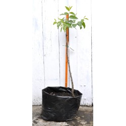 Jujube Tree (Ziziphus jujuba) - Suimen (also known as Shuimen) (POTTED, 2022 Graft) - MEDIUM TREE WITH LARGE ROOTS