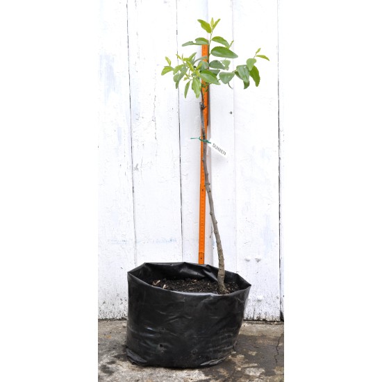 Jujube Tree (Ziziphus jujuba) - Suimen (also known as Shuimen) (POTTED, 2022 Graft) - MEDIUM TREE WITH LARGE ROOTS