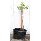 Jujube Tree (Ziziphus jujuba) - Suimen (also known as Shuimen) (POTTED, 2022 Graft) - MEDIUM TREE WITH LARGE ROOTS