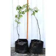 Jujube Tree (Ziziphus jujuba) - Ta-Jan (POTTED, 2022 Graft) - TALL TREE WITH LARGE ROOTS **PICK-UP ONLY***